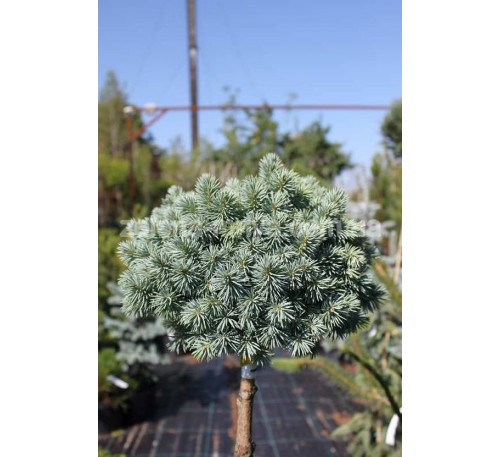 Ель колючая Глаука Компакта (Glauca Compacta) С5 на штамбе